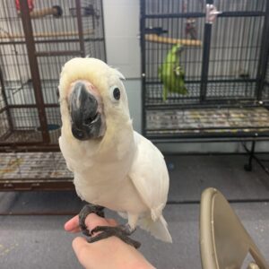 Baby umbrella cockatoo for sale near me