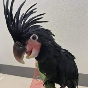 Black Palm Cockatoo for sale