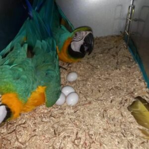 Blue & Gold Macaw Parrot Eggs For Sale