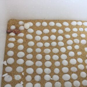 Blue Throated Macaw Eggs For Sale