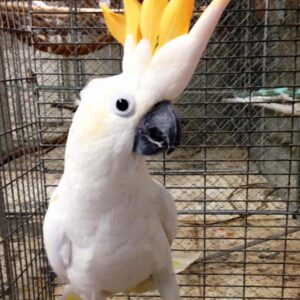 Citron Cockatoo for sale