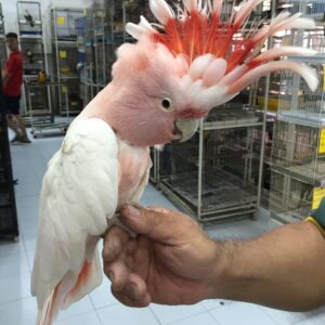 Major Mitchells Cockatoo for Sale
