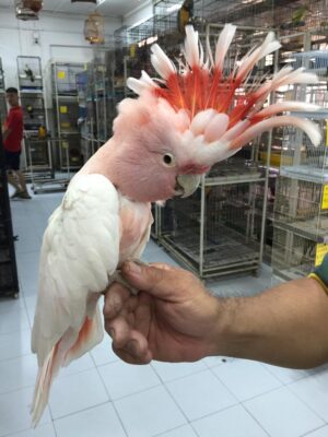 Major Mitchells Cockatoo for Sale
