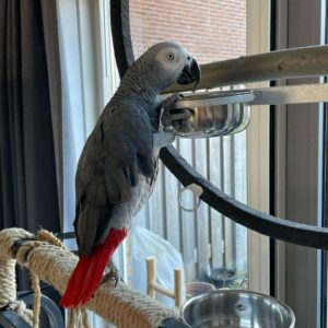 Peanut
