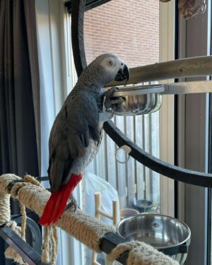 Peanut