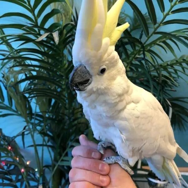 Sulphur Crested Cockatoo