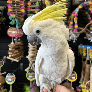 Sulphur Crested Cockatoo for Sale