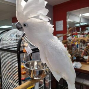 Umbrella Cockatoo for sale