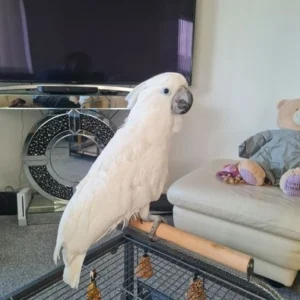Umbrella Cockatoos for sale