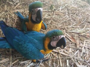 Blue and Gold Macaw