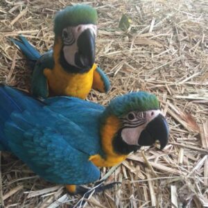 Blue and Gold Macaw