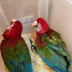 Green Wing Macaw Parrot for sale