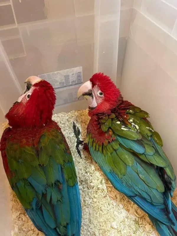 Green Wing Macaw Parrot for sale (Magi and Sam) - Image 3