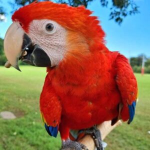 Scarlet Macaw